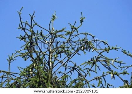 Spruce top with long chaotically growing branches Royalty-Free Stock Photo #2323909131