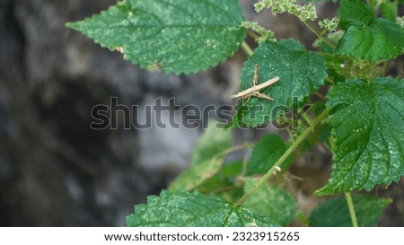 grasshopper on a green leaf 