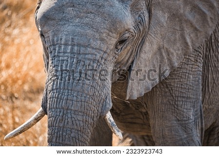 south africa safari elefants wildlife
