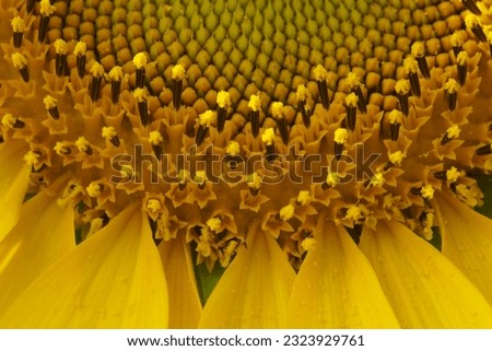 close up to see inside of sunflower