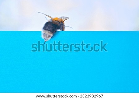 Bumblebee's butt on a blue background. Concept. Creative. copy space, mock-up. back on.