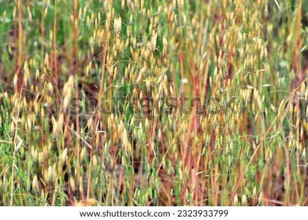 Wild oats (Avena sp.) in a meadow.         Royalty-Free Stock Photo #2323933799