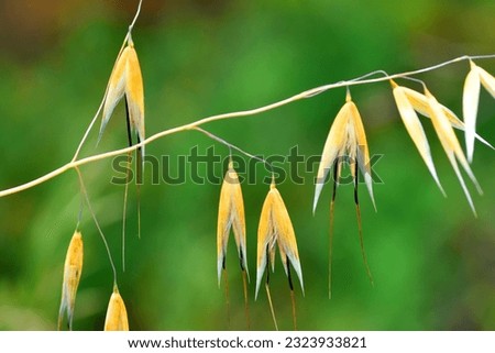Fruits or seeds of oats (Avena sativa). It is a widely used medicinal plant.      Royalty-Free Stock Photo #2323933821