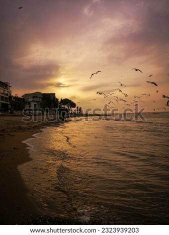 man feeding seagulls at sunset