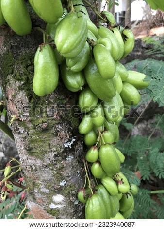 Pictures of a lot of star fruit with green color that shows the freshness of the fruit