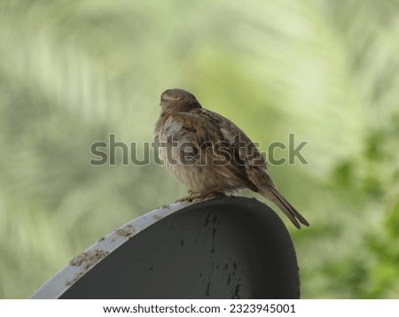 close up photography of sparrow bird 