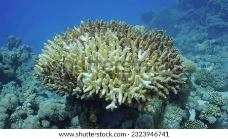Bleached Hard Table Coral Acropora. Bleaching and death of corals from excessive seawater heating due to climate change and global warming. Decolored corals in Red Sea, Safaga, Egypt Royalty-Free Stock Photo #2323946741