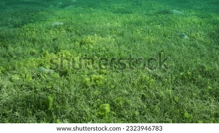 Seabed covered with green seagrass. Seagrass meadow with blooming green Round Leaf Sea Grass or Noodle seagrass (Syringodium isoetifolium) in evening, Red sea, Safaga, Egypt 