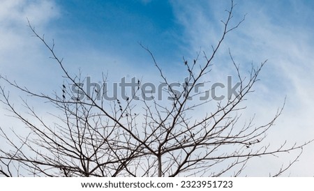 A flock of birds was sitting on a tree. This is a very nice view of natural beauty. Tree silhouette with a flock of birds sitting on a dry tree branch.