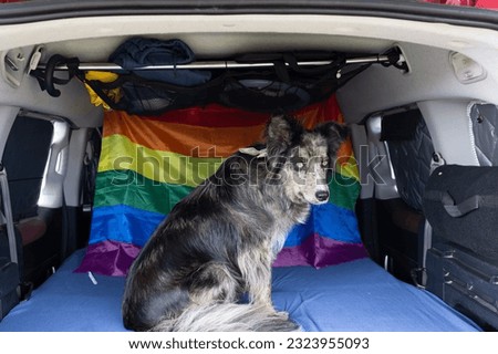A border collie dog sitting inside the bed of a mini campervan. Travel time with dog.