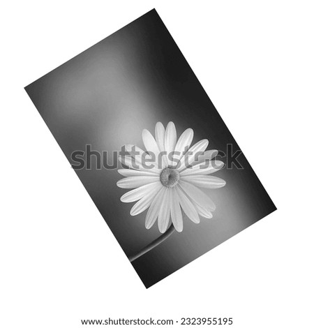 art picture black and white sunflower picture