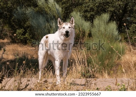 An arctic wolf (canis lupus arctos) aka polar wolf or white wolf staring at camera. Close up portrait of this beautiful predator on natural background.