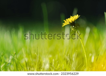 Dandelion in the grass. Yellow dandelion flower. Green grass. Close-up. Spring Green. Spring mood.