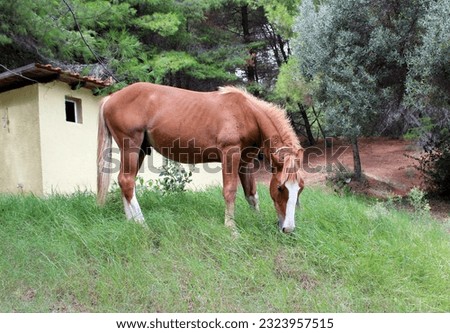 brown Horse eats fresh grass