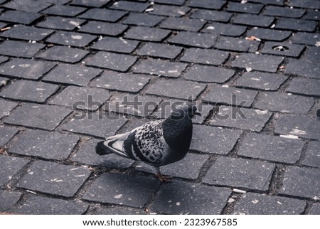 a picture of a pigeon