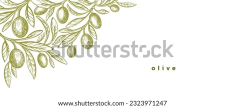 Olive leaves corner. Vector illustration of tree, green fruit, branch. Vintage texture monochrome border. Mediterranean food, aroma oil Royalty-Free Stock Photo #2323971247