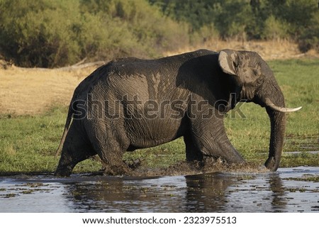 African Elephant, loxodonta africana, Adult standing in Water, Khwai River, Moremi Reserve, Okavango Delta in Botswana