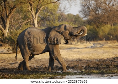 African Elephant, loxodonta africana, Adult drinking Water at Khwai River, Moremi Reserve, Okavango Delta in Botswana