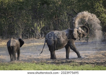 African Elephant, loxodonta africana, having Dust Bath, Moremi Reserve, Okavango Delta in Botswana