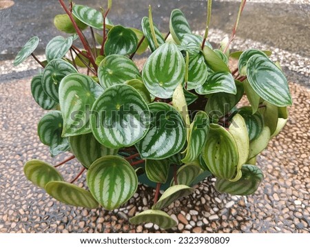 Peperomia argyreia is a species of flowering plant in the family Piperaceae, native to northern South America, including Bolivia, Brazil, Ecuador and Venezuela. Royalty-Free Stock Photo #2323980809