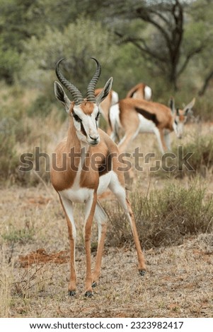 Springbok posing for a picture
