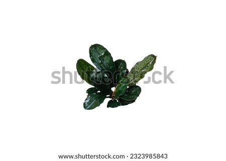 Bucephalandra sp dark leaves (Buce Wavy Brownie) aquarium plant isolated on white background with clipping path Royalty-Free Stock Photo #2323985843