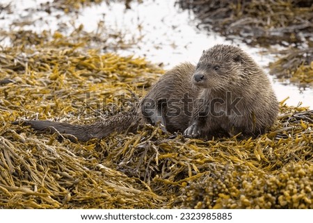 Otters on the Isle of Mull