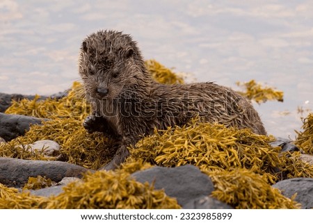 Otters on the Isle of Mull