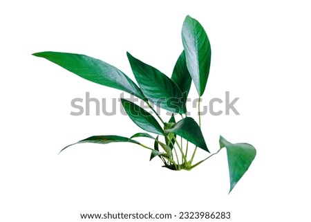 Green leaves of Anubias Congensis popular aquarium plants isolated on white background, clipping path included
