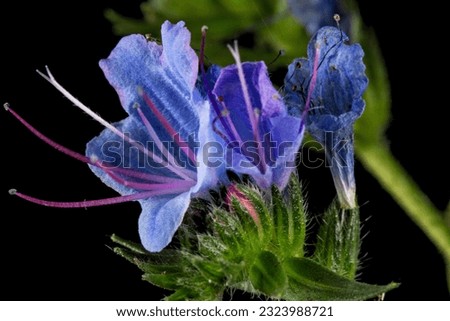 Echium vulgare, Viper’s Bugloss, Blueweed, isolated on black background Royalty-Free Stock Photo #2323988721