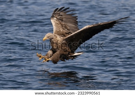 Sea Eagles off the Isle of Mull