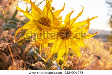 Beautiful wildflowers on a green meadow in summer season. Natural background.