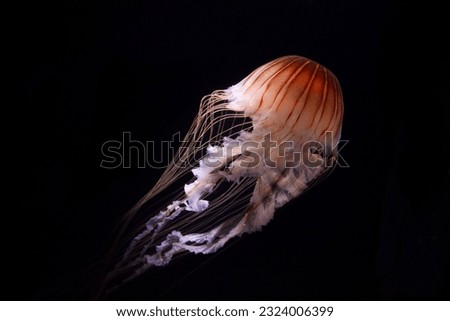 A photo of Chrysaora quinquecirrha jellyfish or jelly fish taken in aquarium. the jelly fish is also known as Atlantic sea nettle or east coast sea nettle Royalty-Free Stock Photo #2324006399