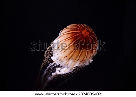 A photo of Chrysaora quinquecirrha jellyfish or jelly fish taken in aquarium. the jelly fish is also known as Atlantic sea nettle or east coast sea nettle