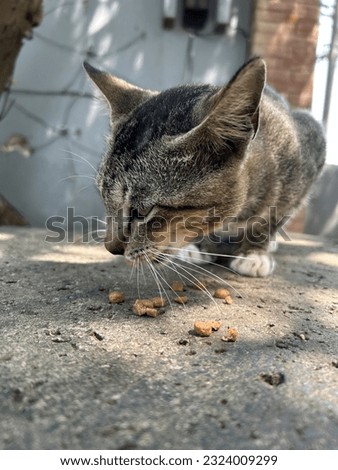 Side view of cat eating cat food