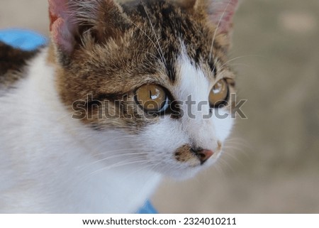 A picture of a cat looking surprised at the sight of the camera