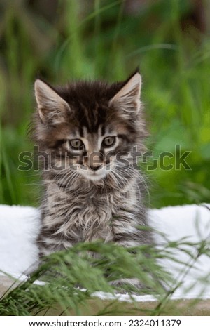 Sweet Maine Coon Kitten sitting in the garden