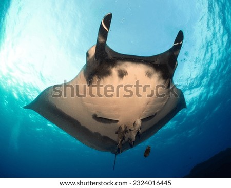 A giant pacific manta (Manta birostris) swimming over Royalty-Free Stock Photo #2324016445
