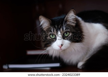 Majestic Monochrome: The Enigmatic Charms of a White and Black Angora Cat with Emerald Eyes" Royalty-Free Stock Photo #2324023389