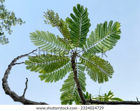 The beauty of the detail and shape of the leaves of the flamboyant green flowers on the tree