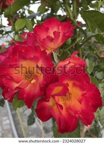 Rosa 'Summer of Love', rose with yellow and red blossoms