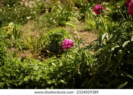 Pion
Genus of plants
A genus of herbaceous perennials and deciduous shrubs. The only genus of the Peony family, previously the genus was referred to the buttercup family.