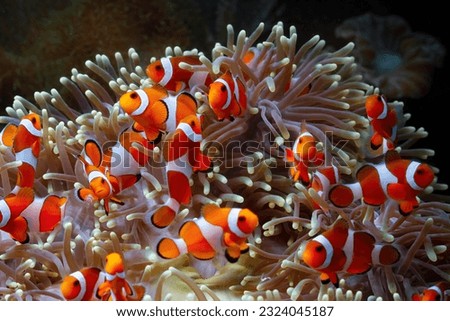 Cute anemone fish playing on the coral reef, beautiful color clownfish on coral feefs, anemones on tropical coral reefs Royalty-Free Stock Photo #2324045187