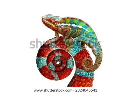 The panther chameleon on isolated background