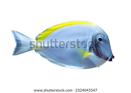 Powder blue tang fish closeup on isolated background