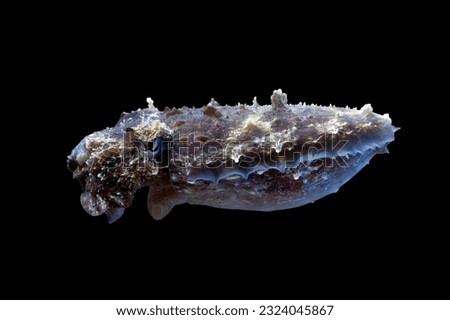 a squid closeup from side view on isolated background, a squid closeup