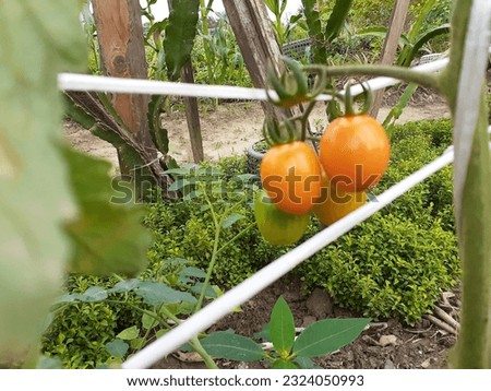 fresh vegetables and fruits in farm