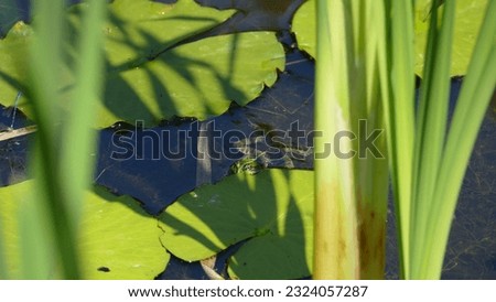 Frog in pond in Switzerland