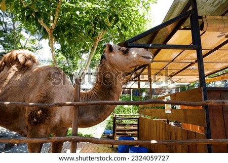 Selective focus of camels taking shelter in their enclosures in the afternoon. Great for educating children about wild animals.
