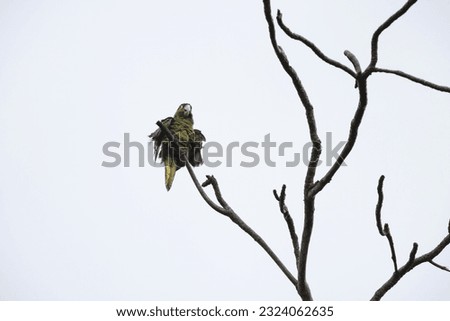 yellow-billed amazon (Amazona collaria), also called the yellow-billed parrot or Jamaican amazon Royalty-Free Stock Photo #2324062635